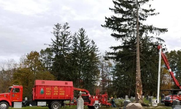 Red utility trucks and a crane working near large trees in a roadside cleanup or tree removal scene