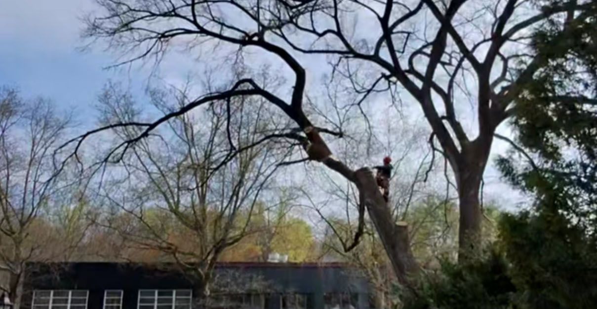 Leafless trees against a blue sky above a building, with a person perched on a large branch.
