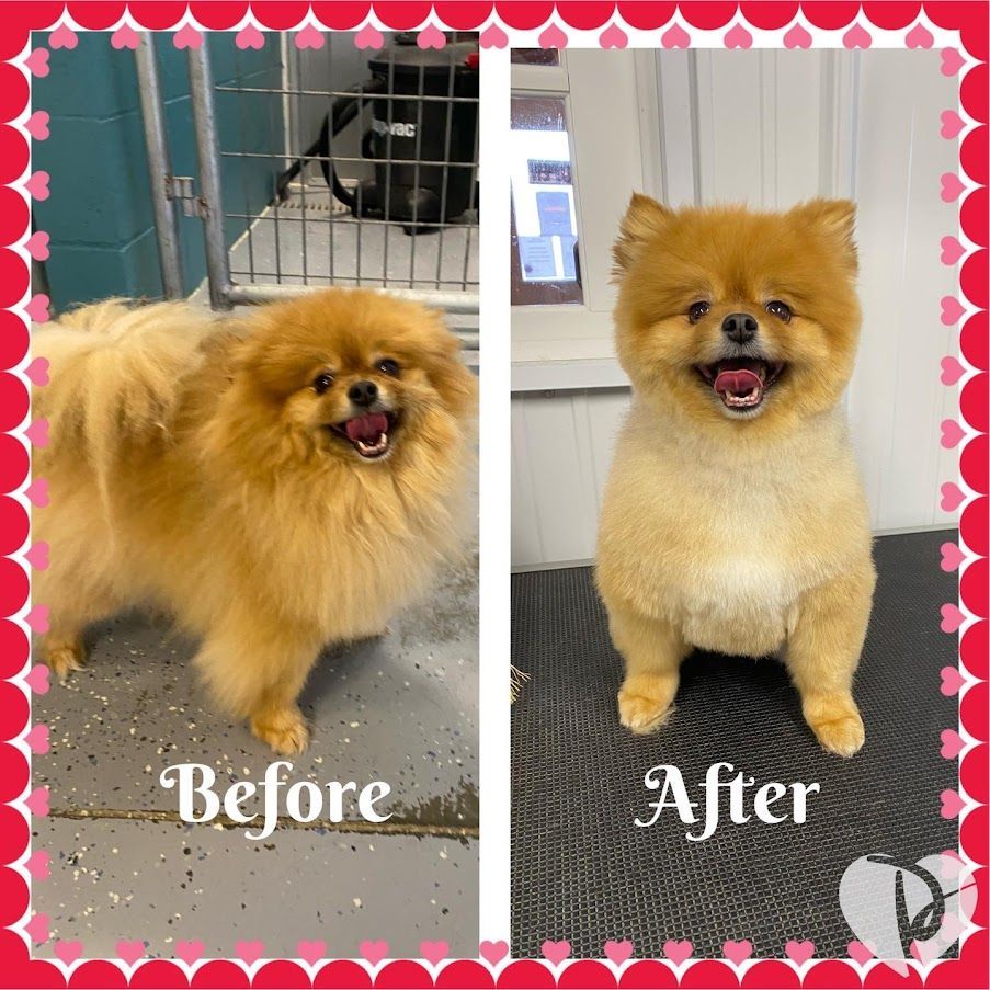 Boarding Shampoochies Pet Grooming & Boarding Woodlawn, IL