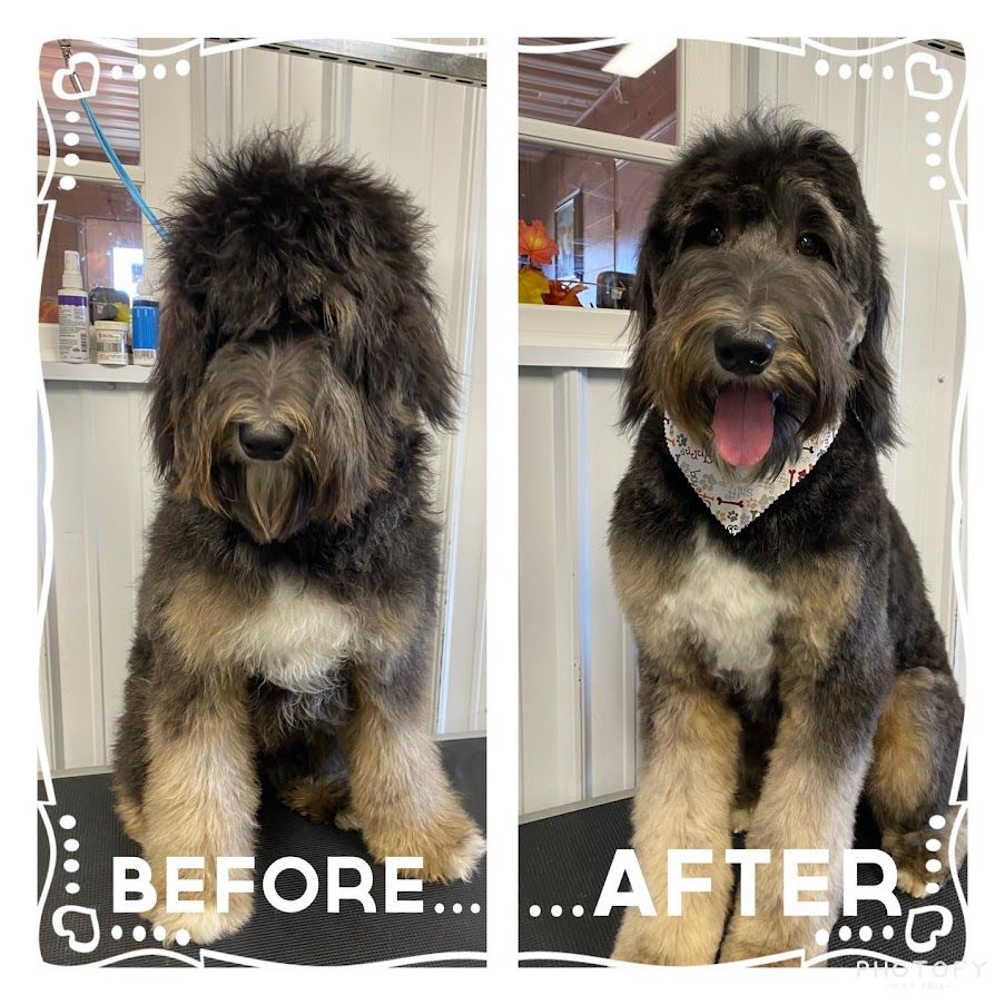 Dog grooming before and after photo