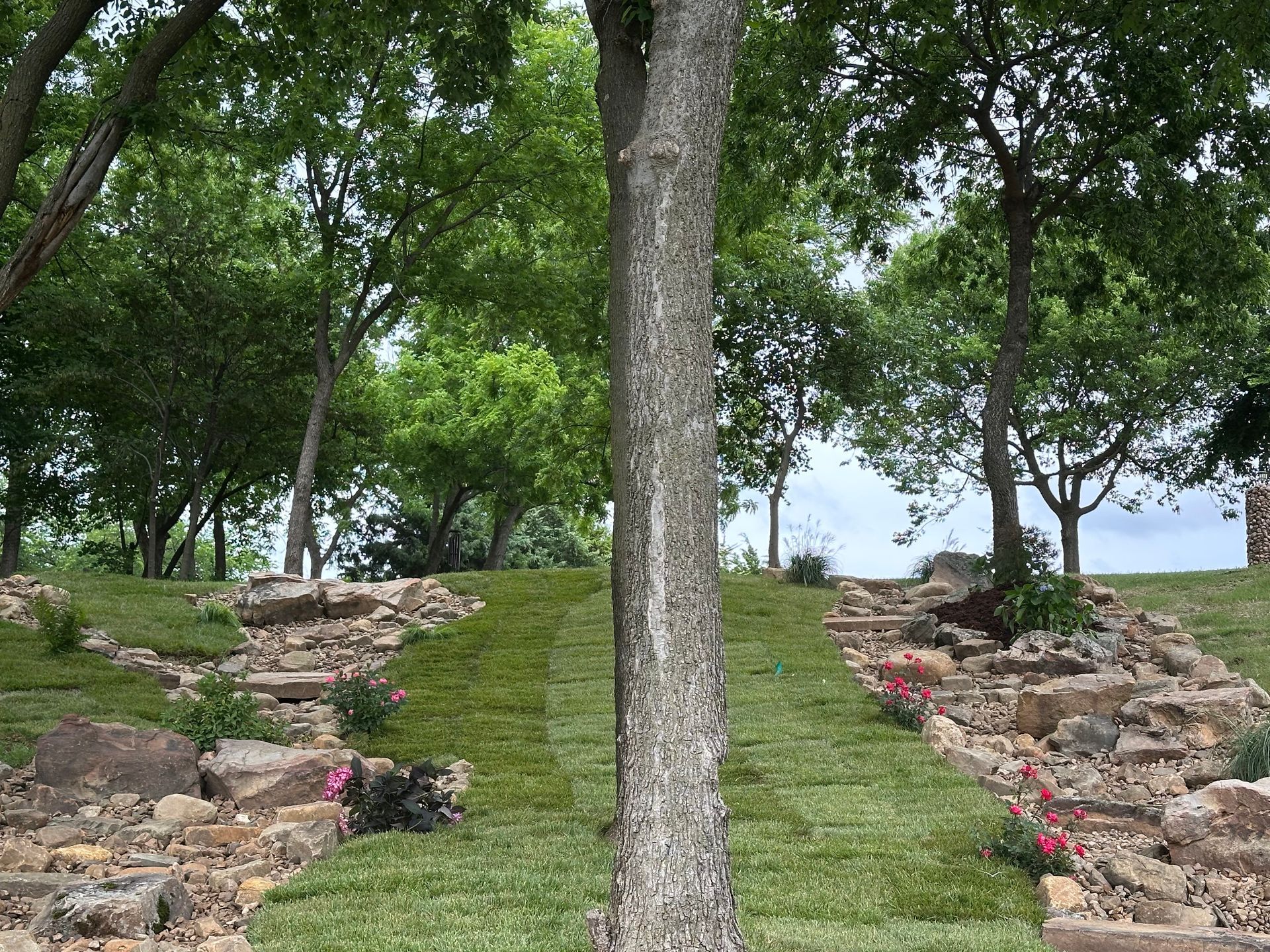 A tree stands in the middle of a lush green field surrounded by trees and rocks.