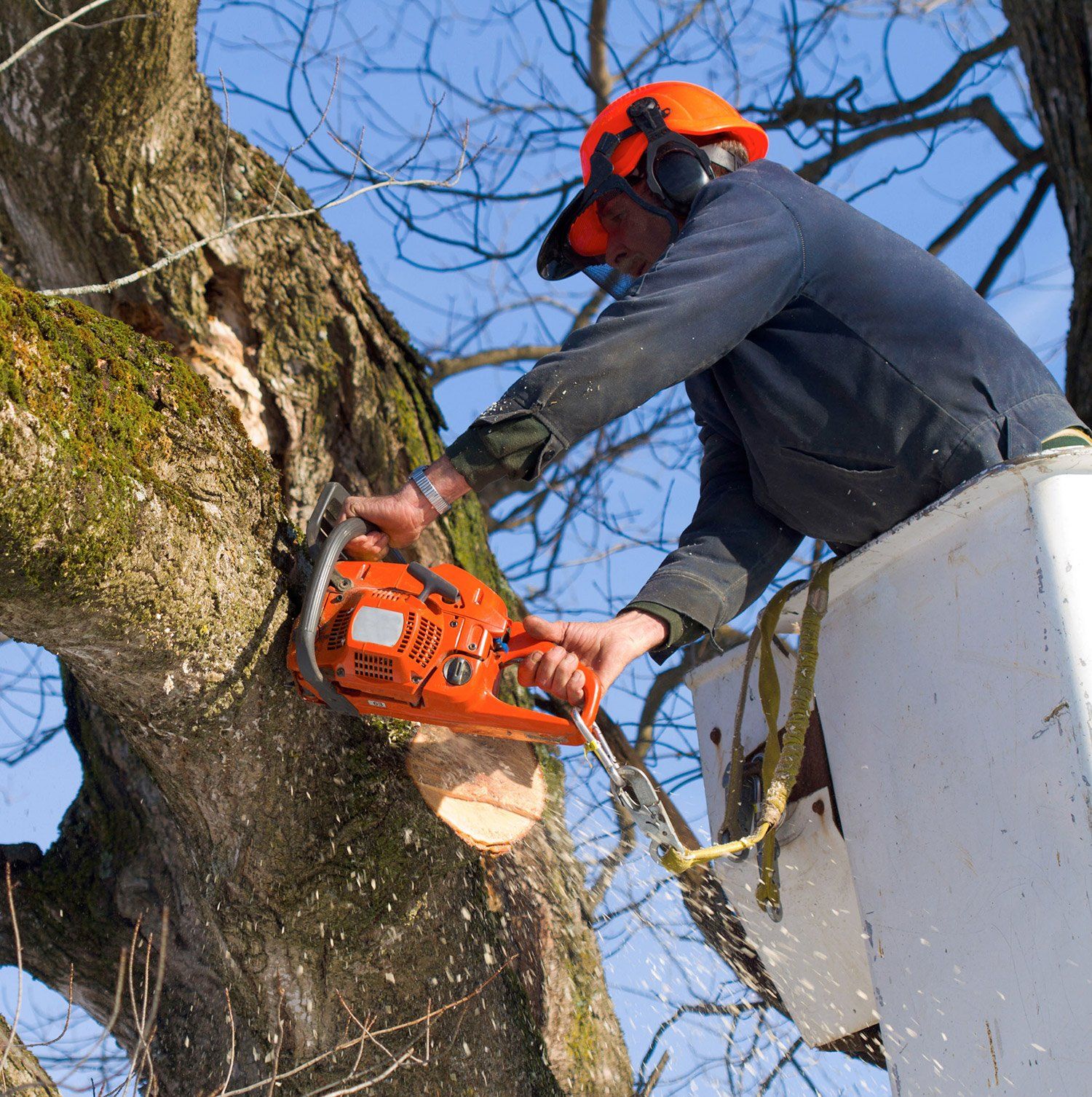 Tree removal