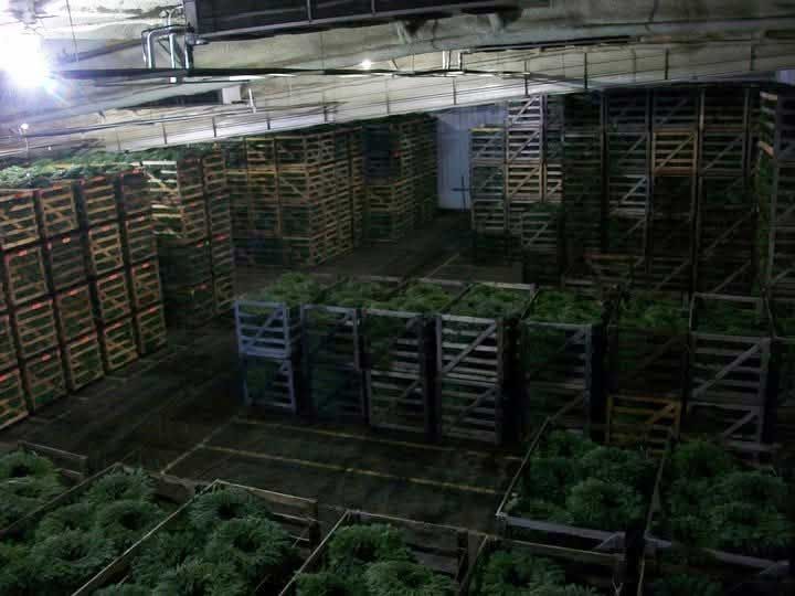 Warehouse of wooden crates filled with green wreaths, stacked and arranged.