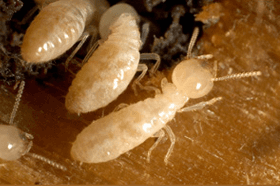 Pest Control Des Moines Ia Pest Exterminator Ankeny Ia