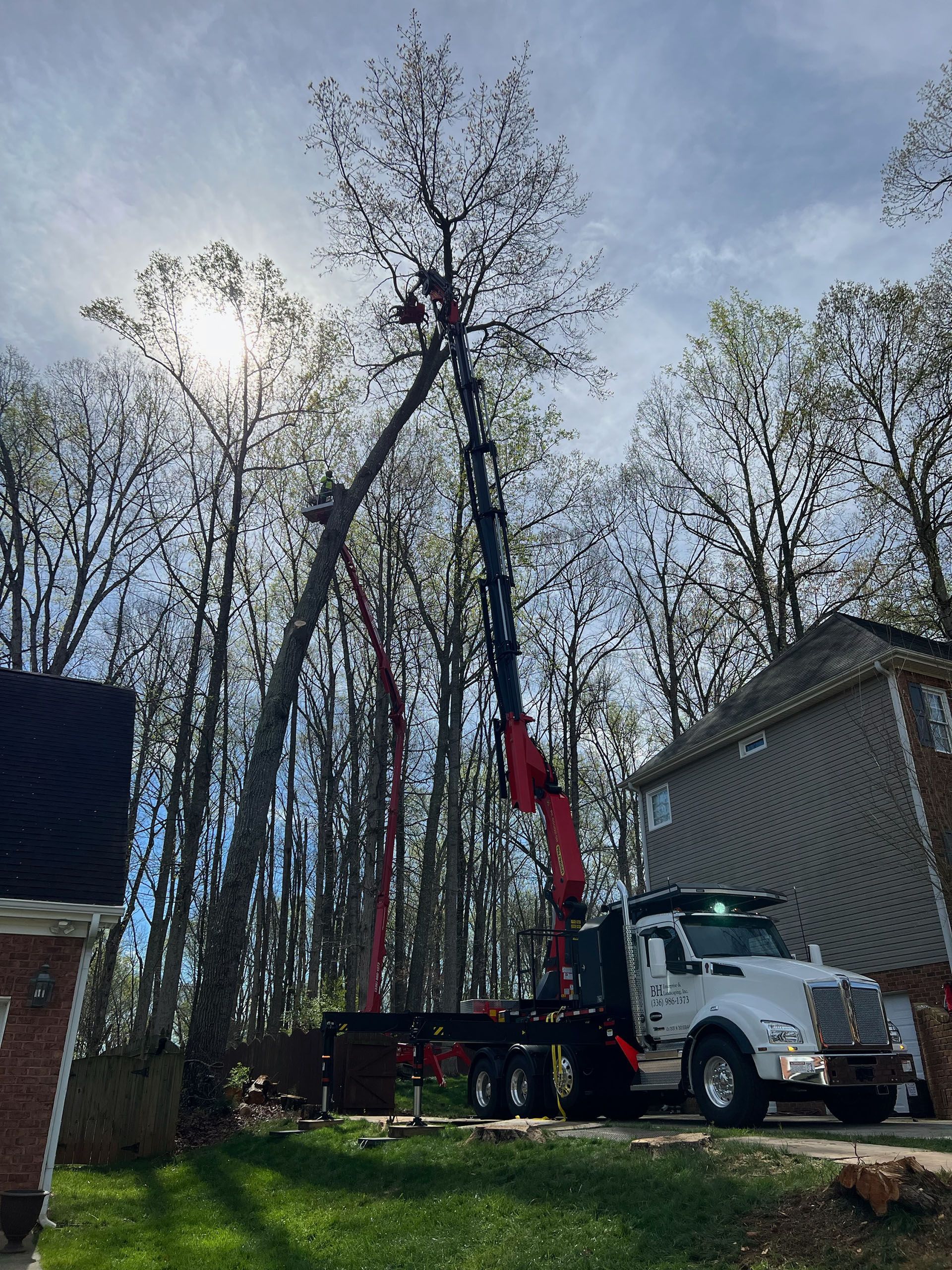 Tree services