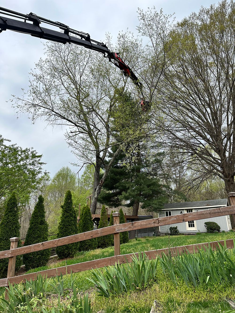 Tree removal