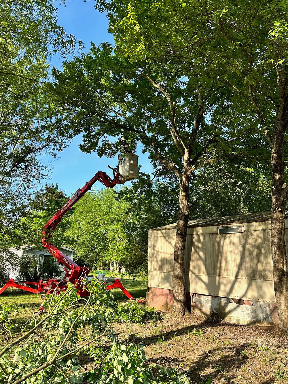 Tree Maintenance