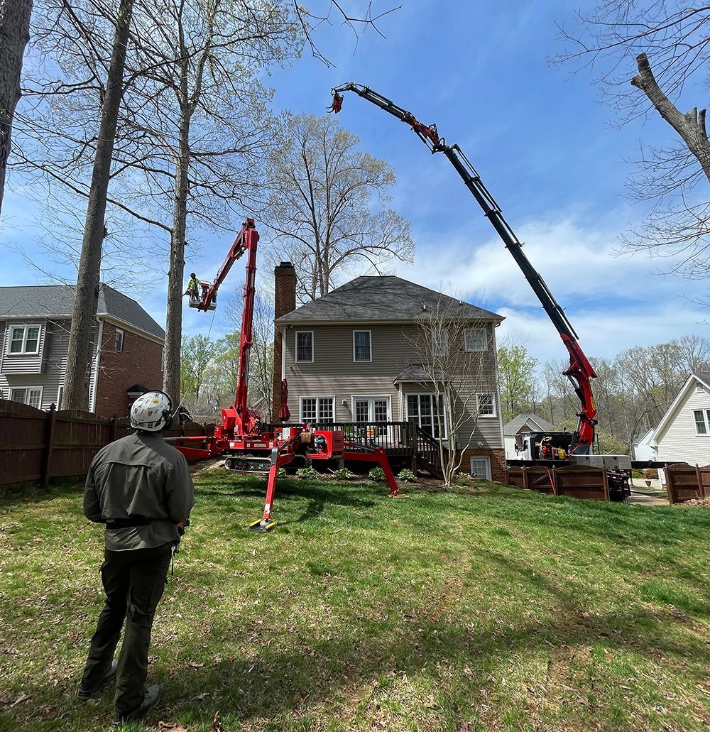 Tree services