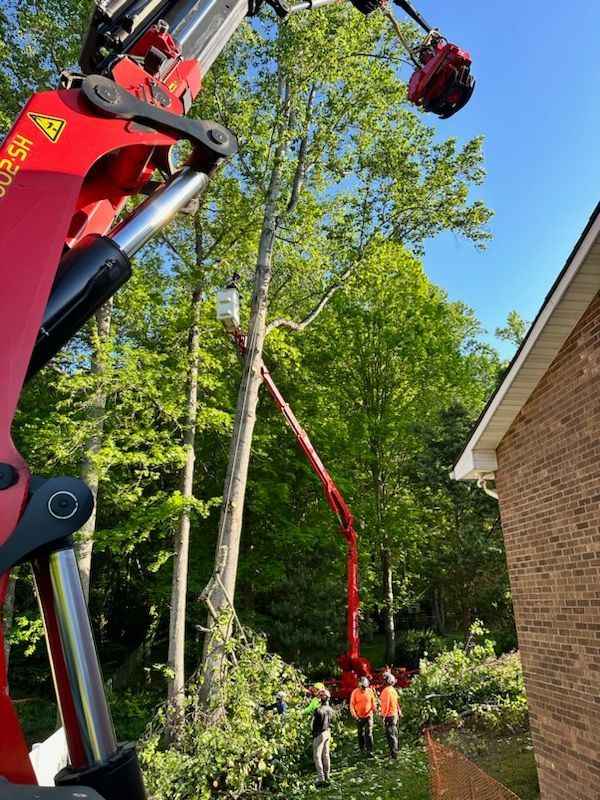 Tree Removal