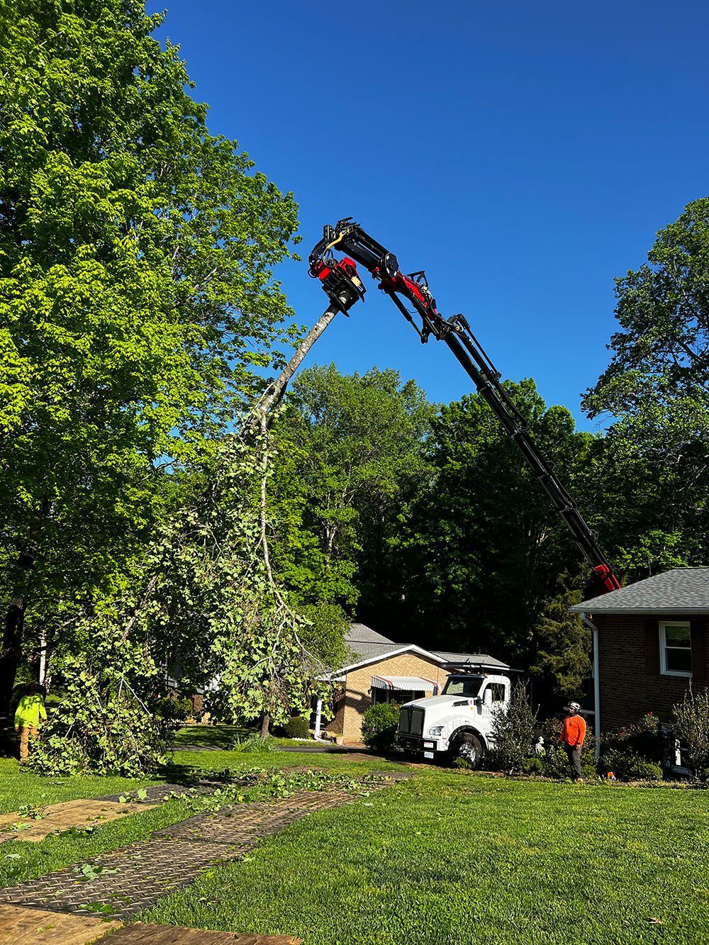 Tree Maintenance