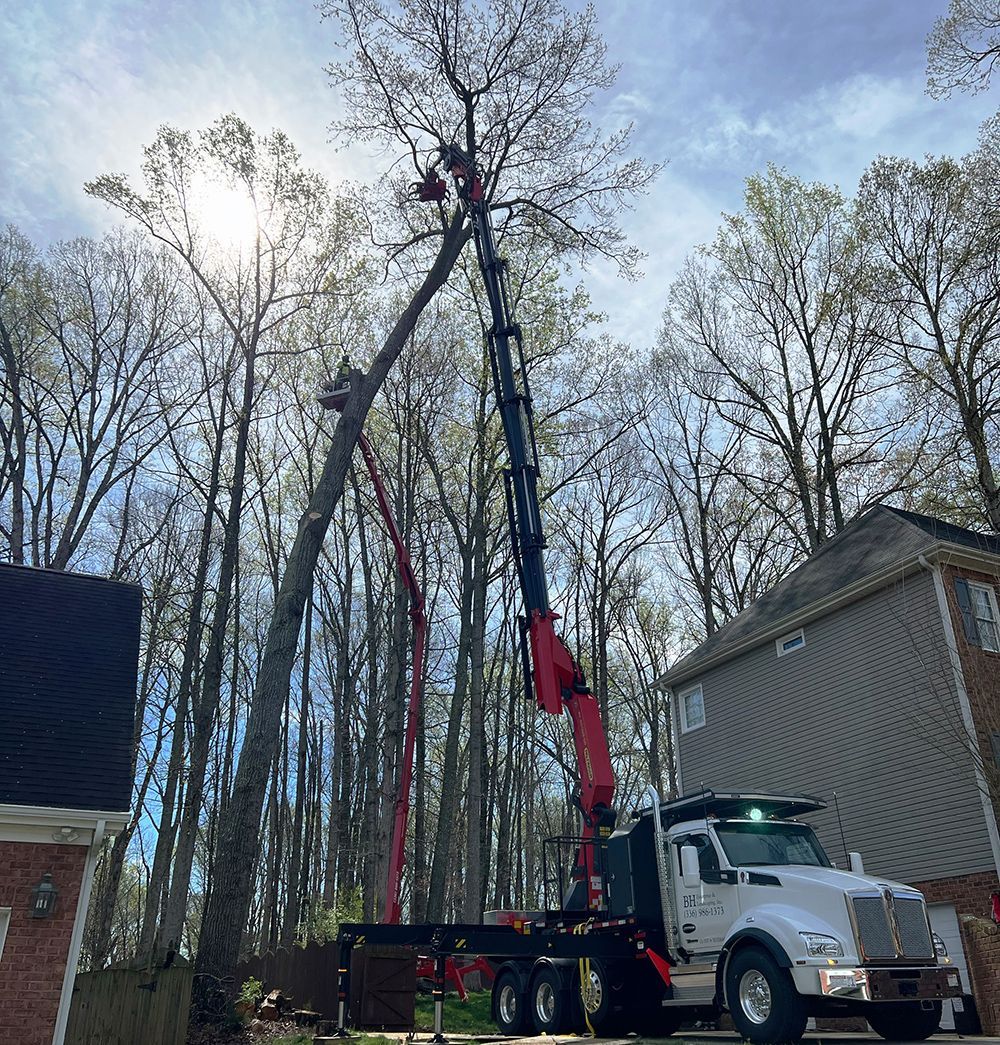 Tree services