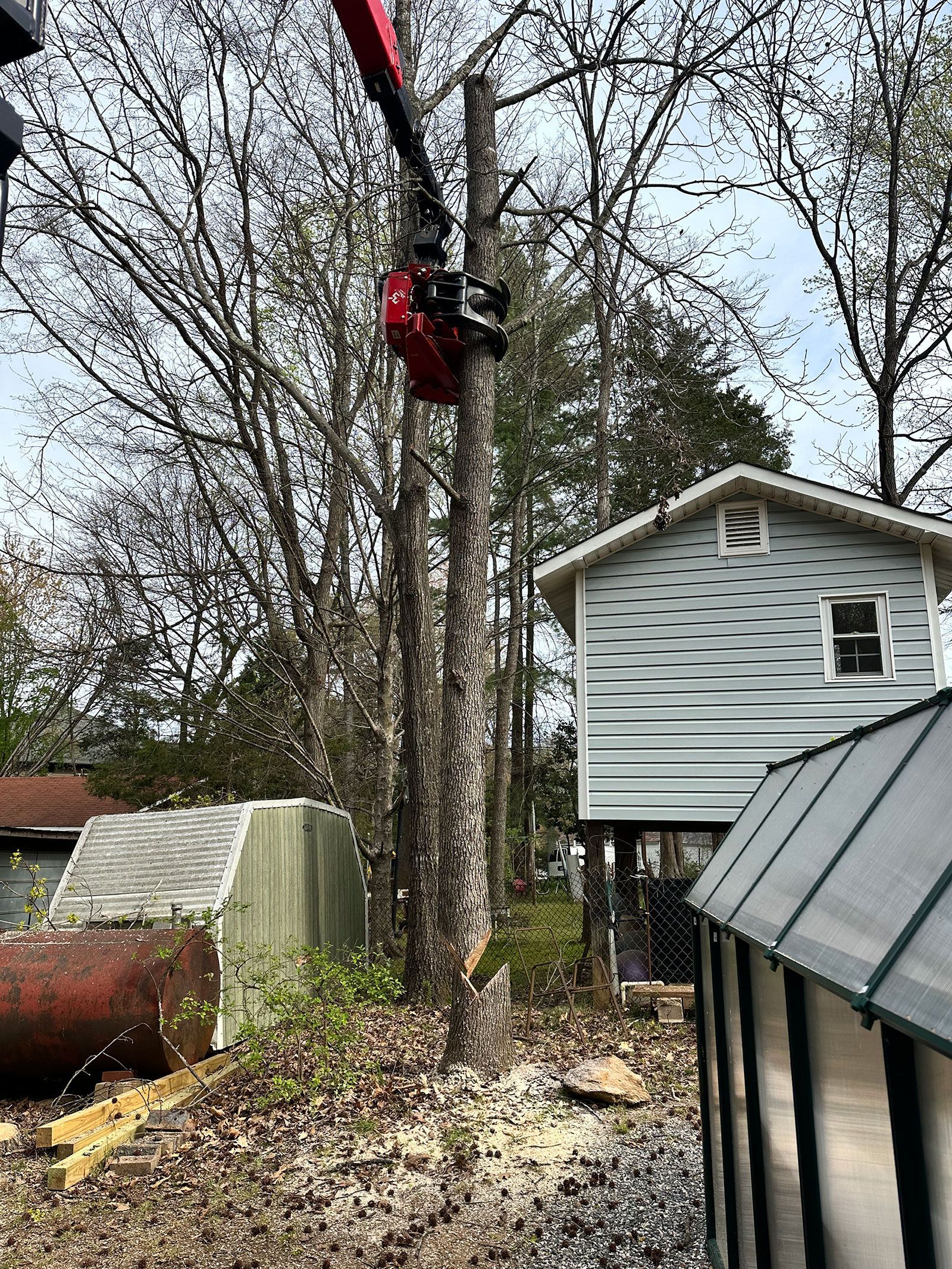 Tree removal on going