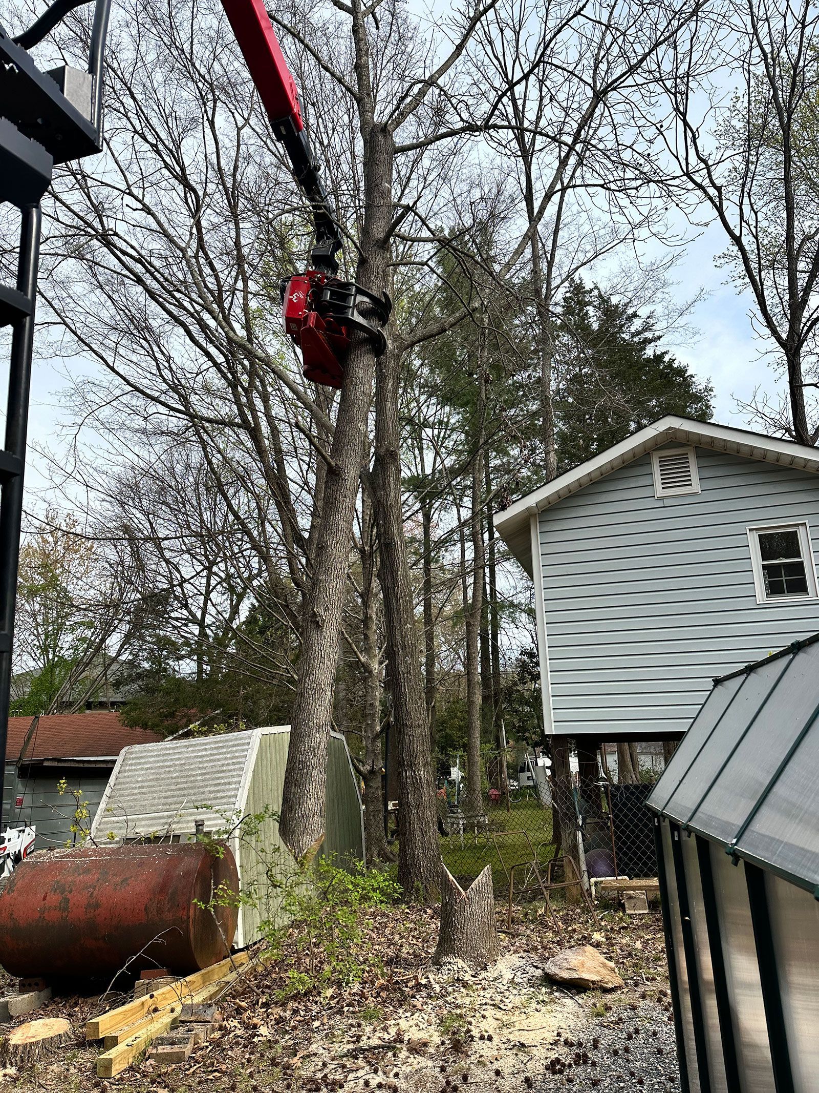 Tree removal in progress