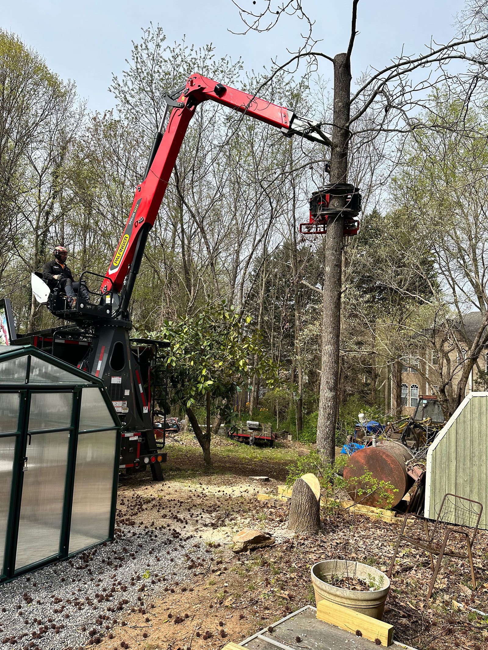 Tree removal service in progress
