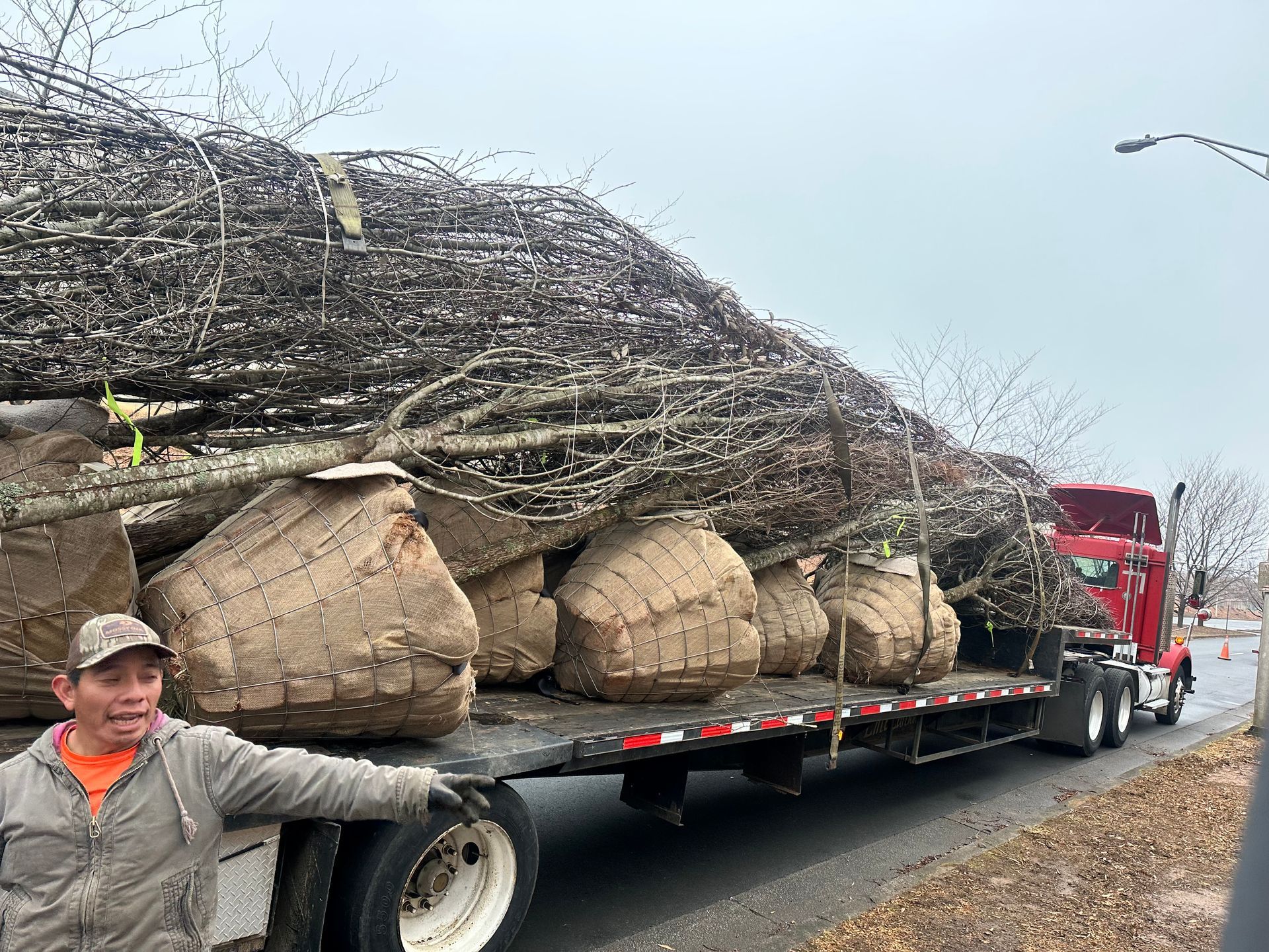 A man is standing next to a semi truck loaded with trees.