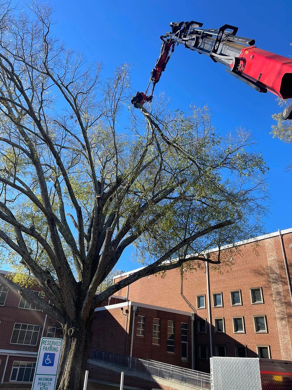 Tree services