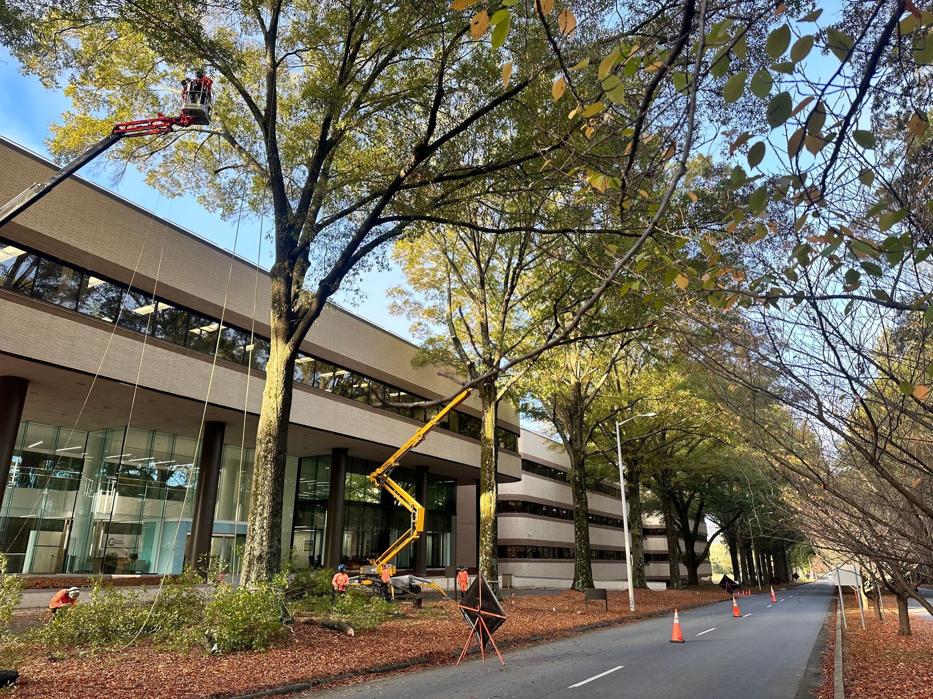 A man is cutting trees in front of a large building.