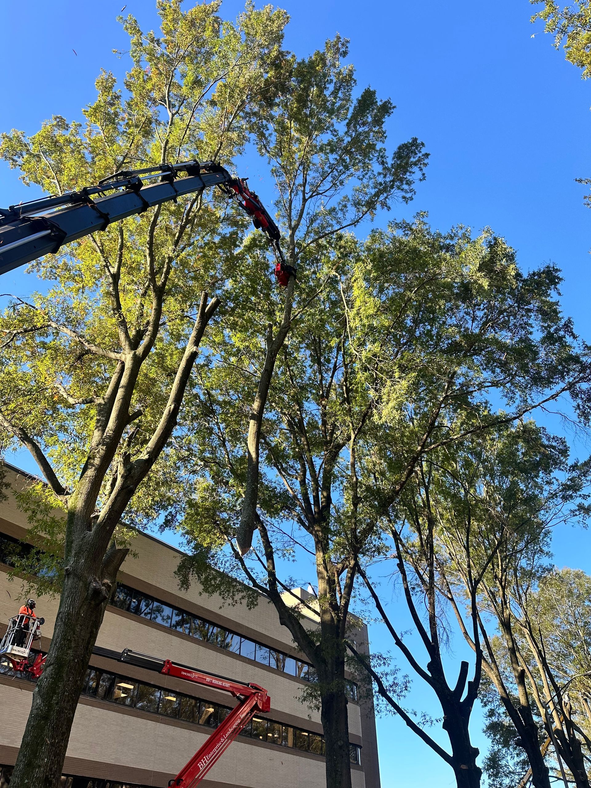 A crane is cutting a tree in front of a building.