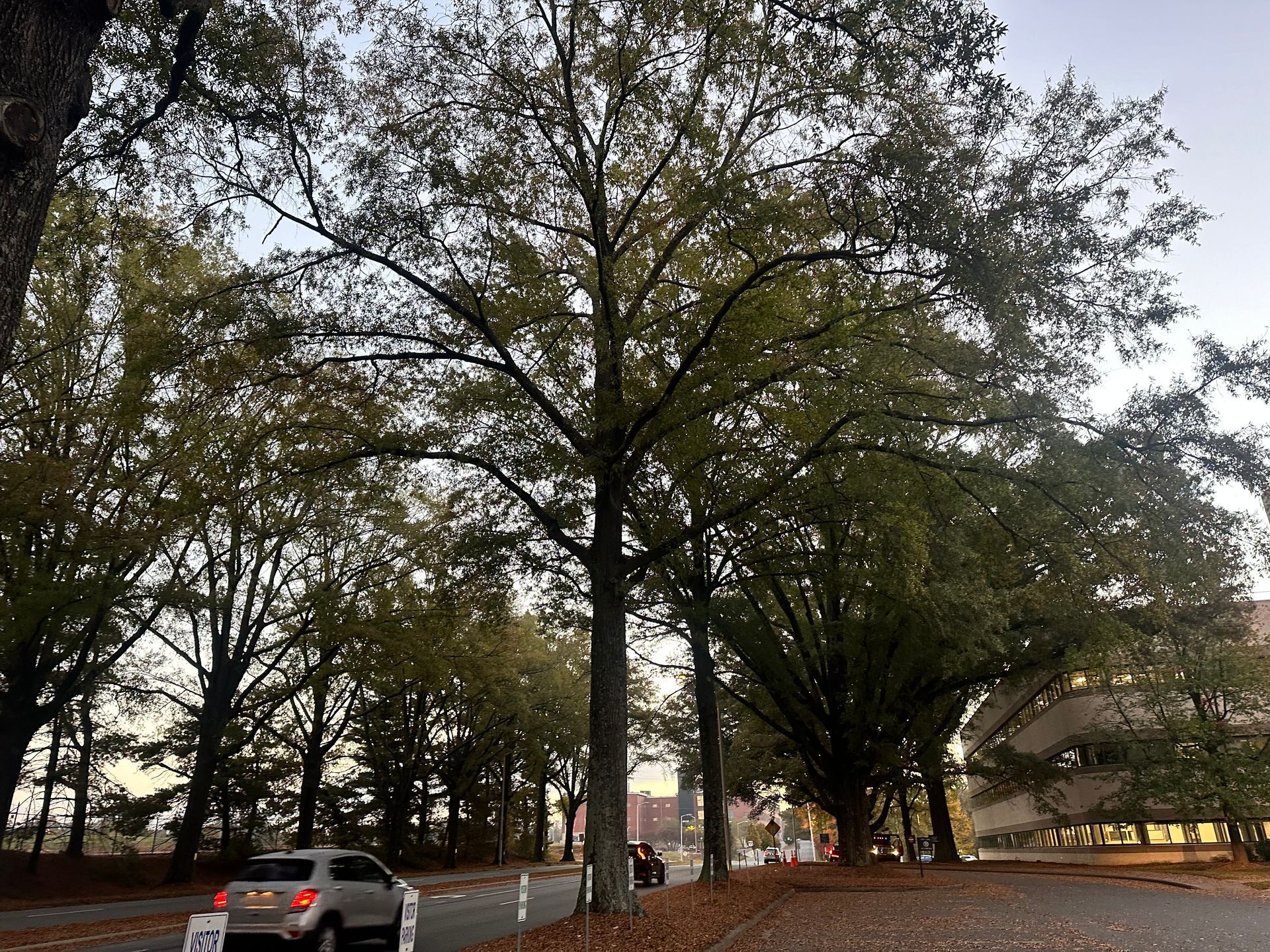 A car is parked in a parking lot surrounded by trees.