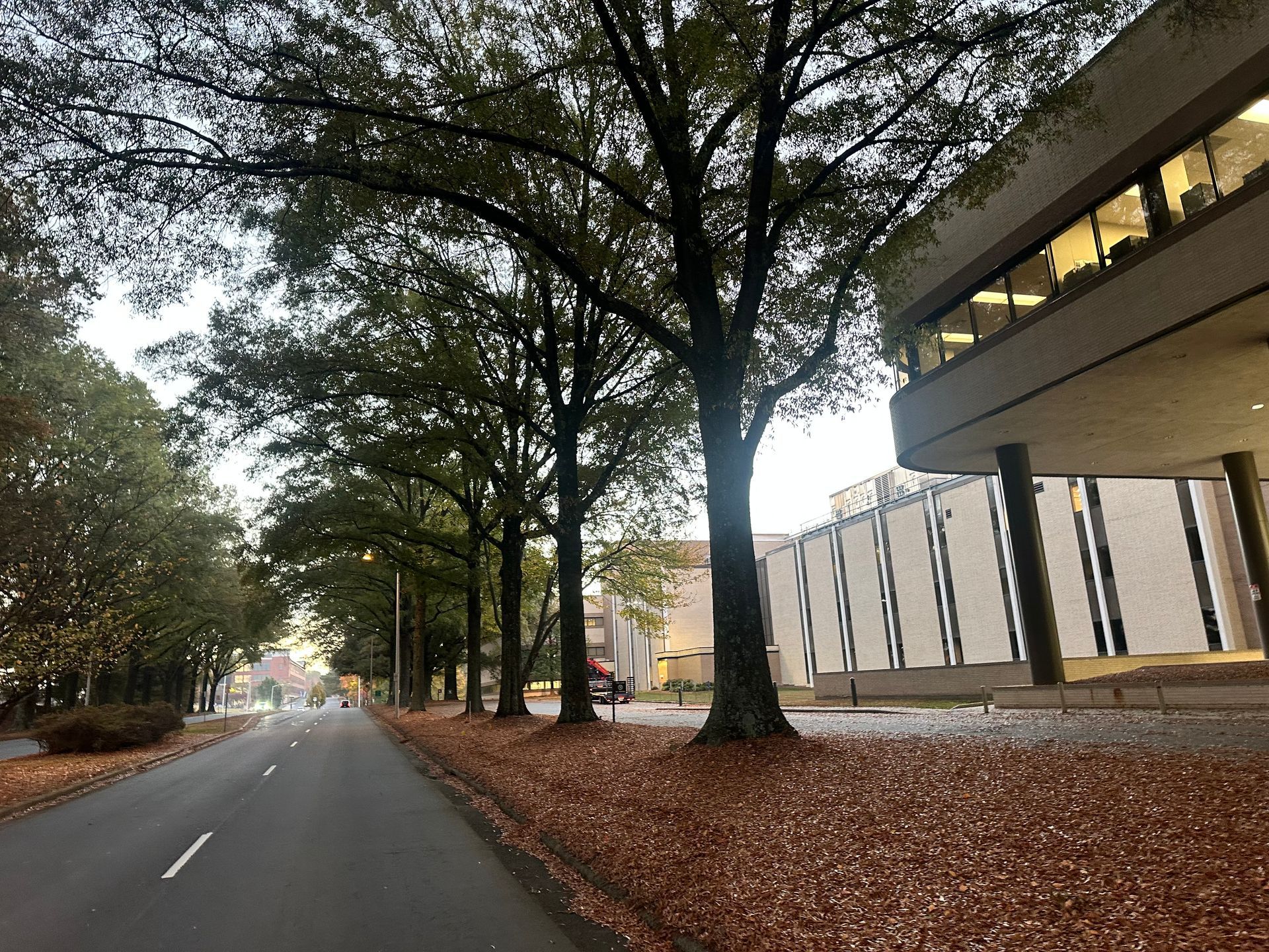 A row of trees line the side of a road in front of a building