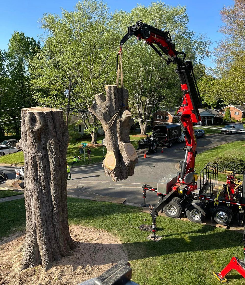 Tree removal