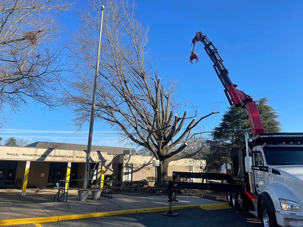 Tree services