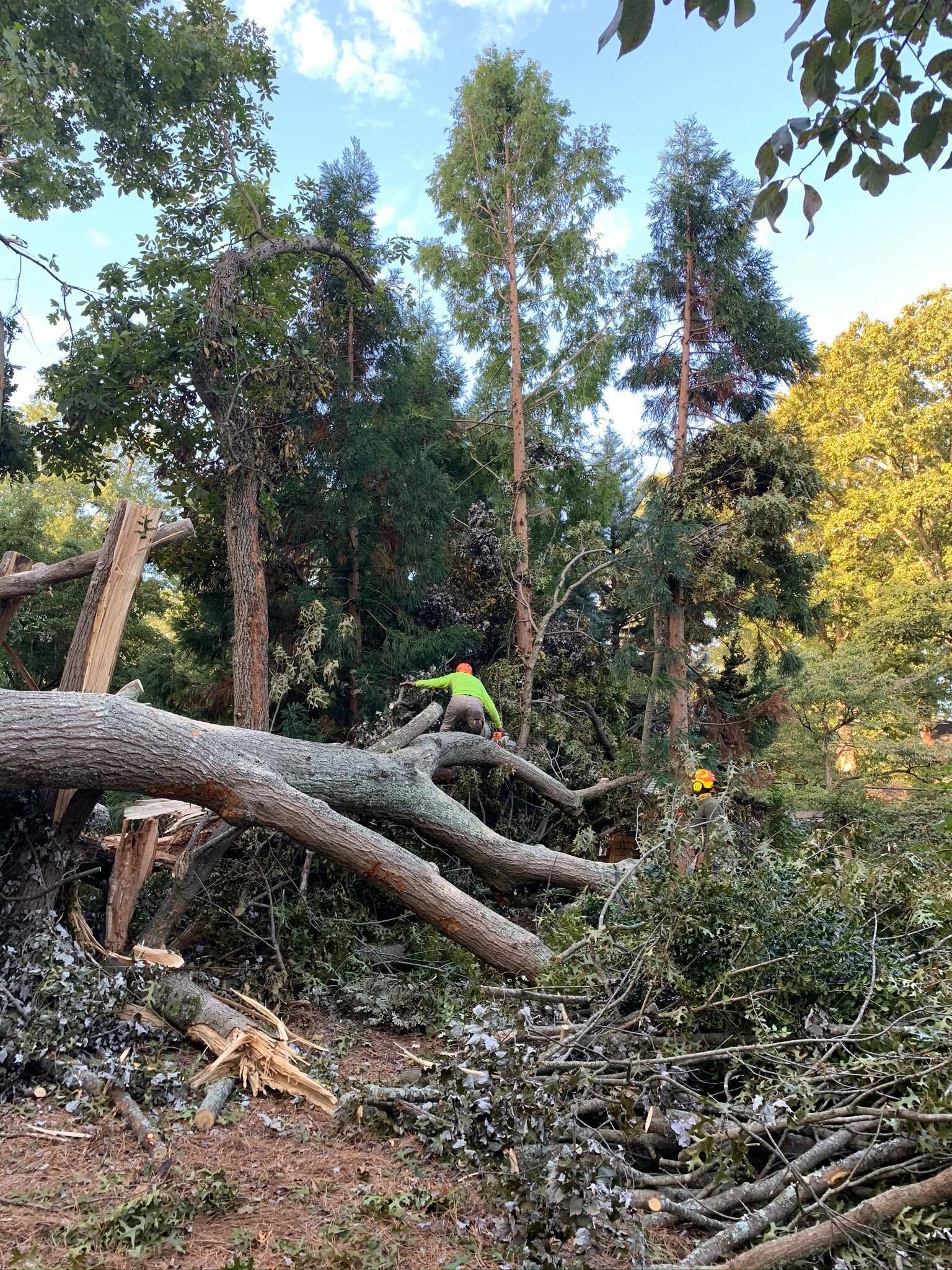 Tree services
