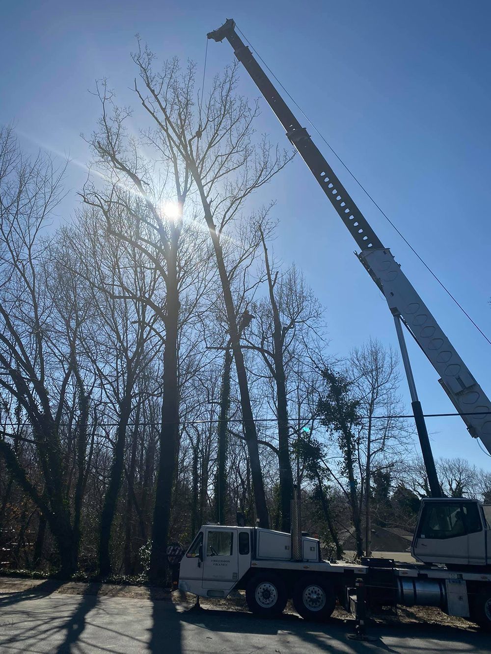 Tree services