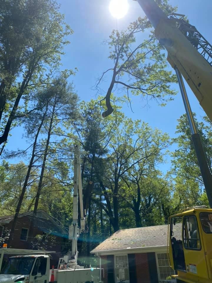 Tree services