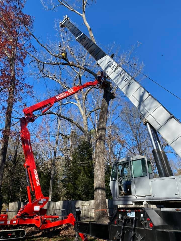 Tree services