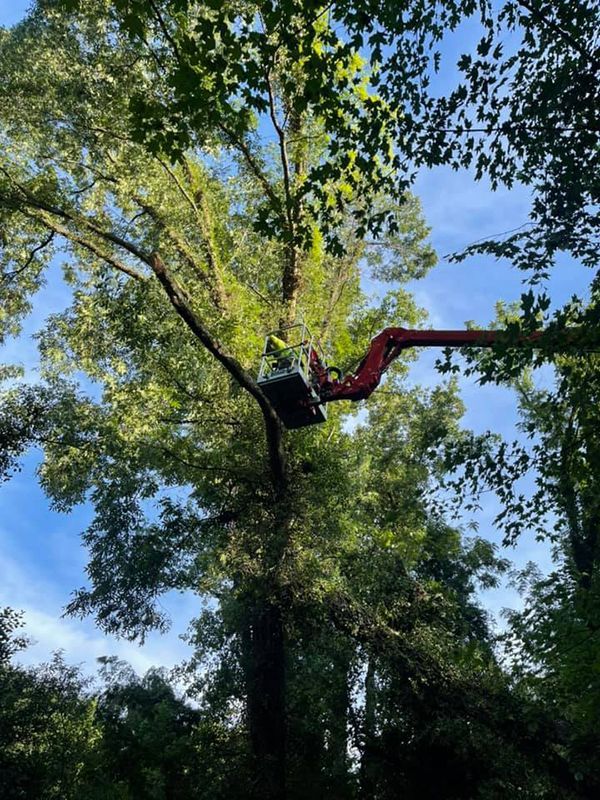 Tree services