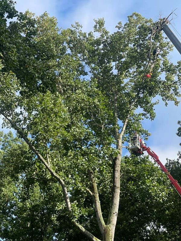 Tree services