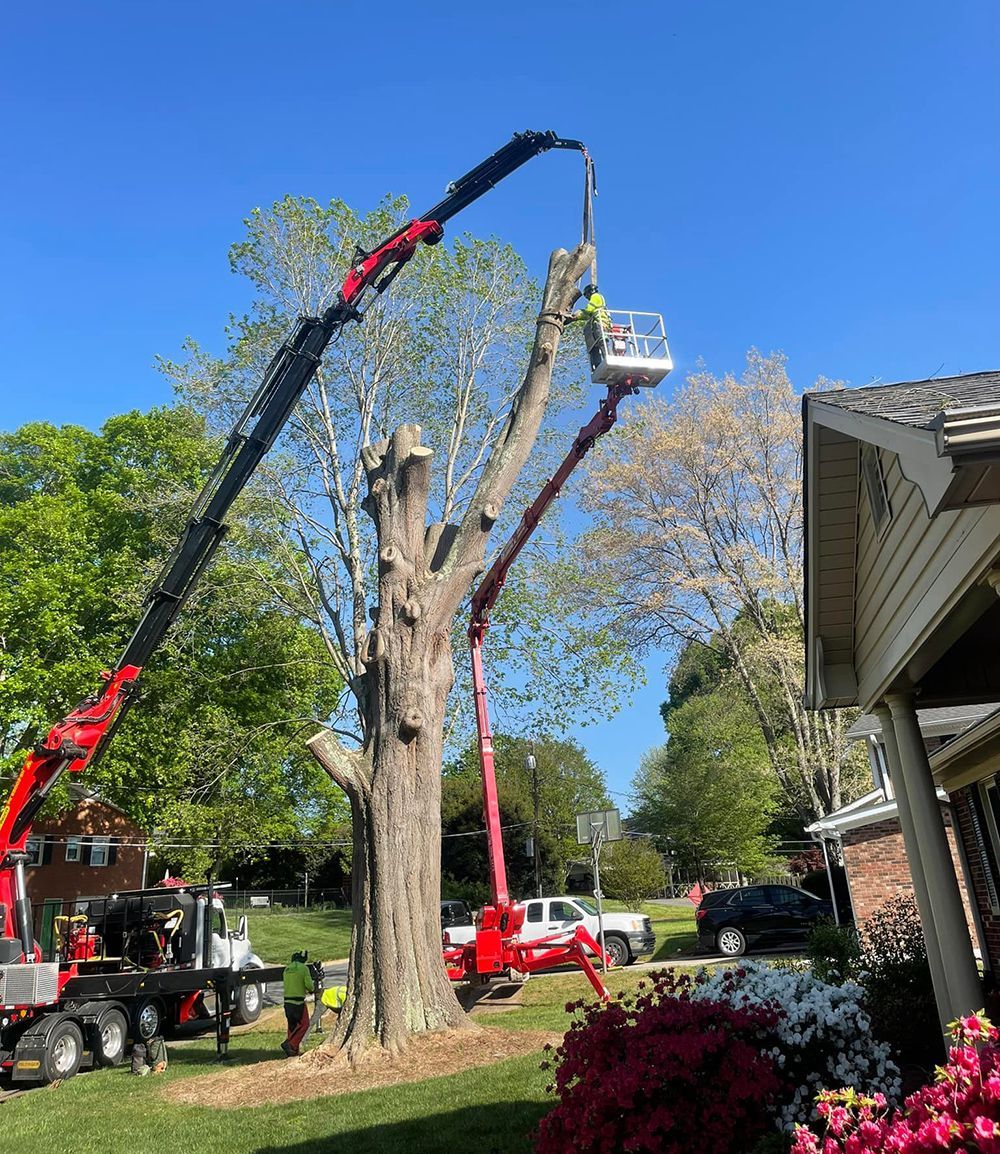 Tree services