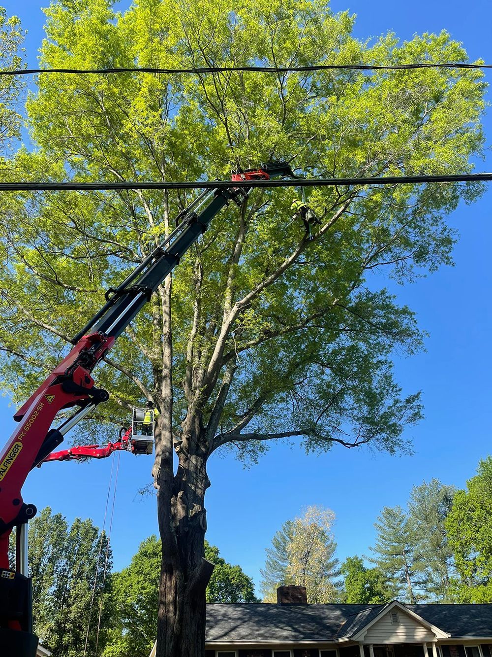 Tree services