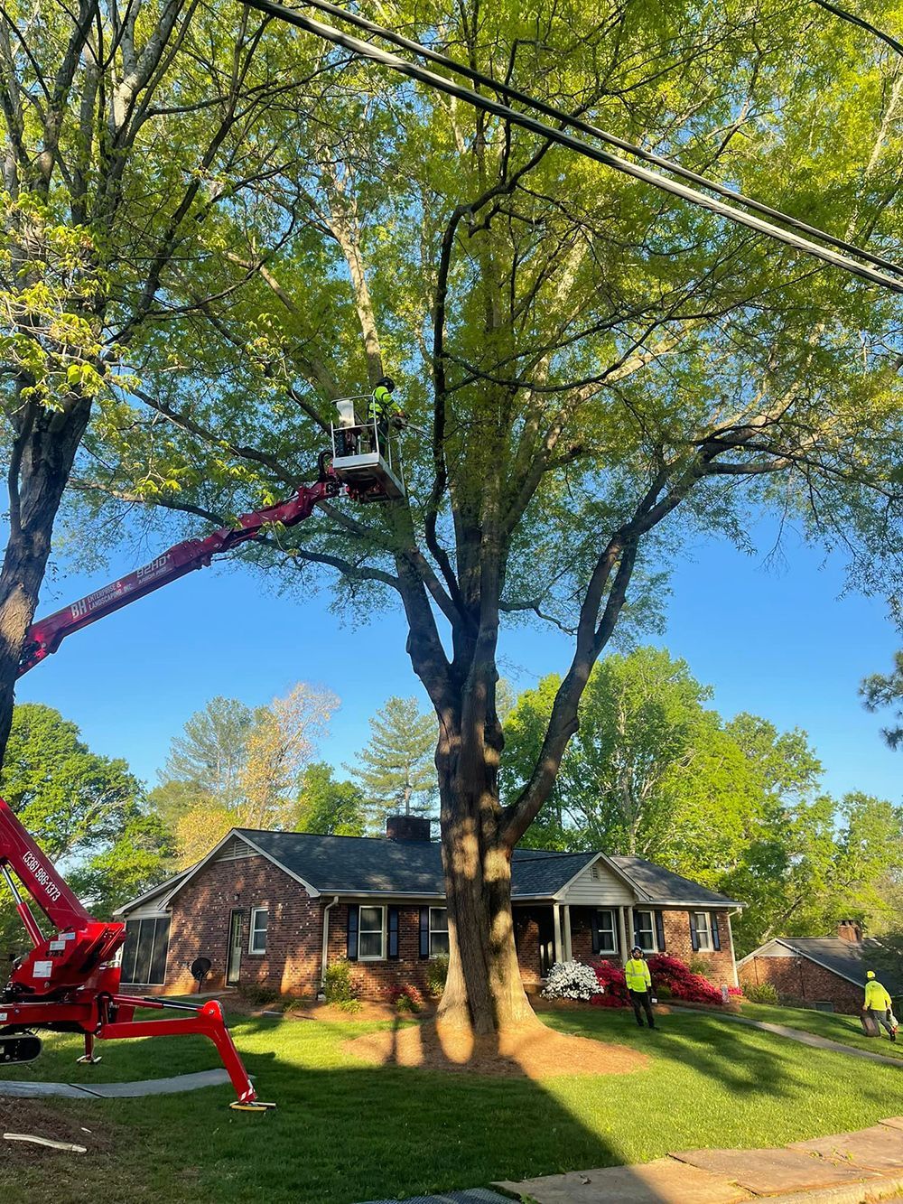 Tree services