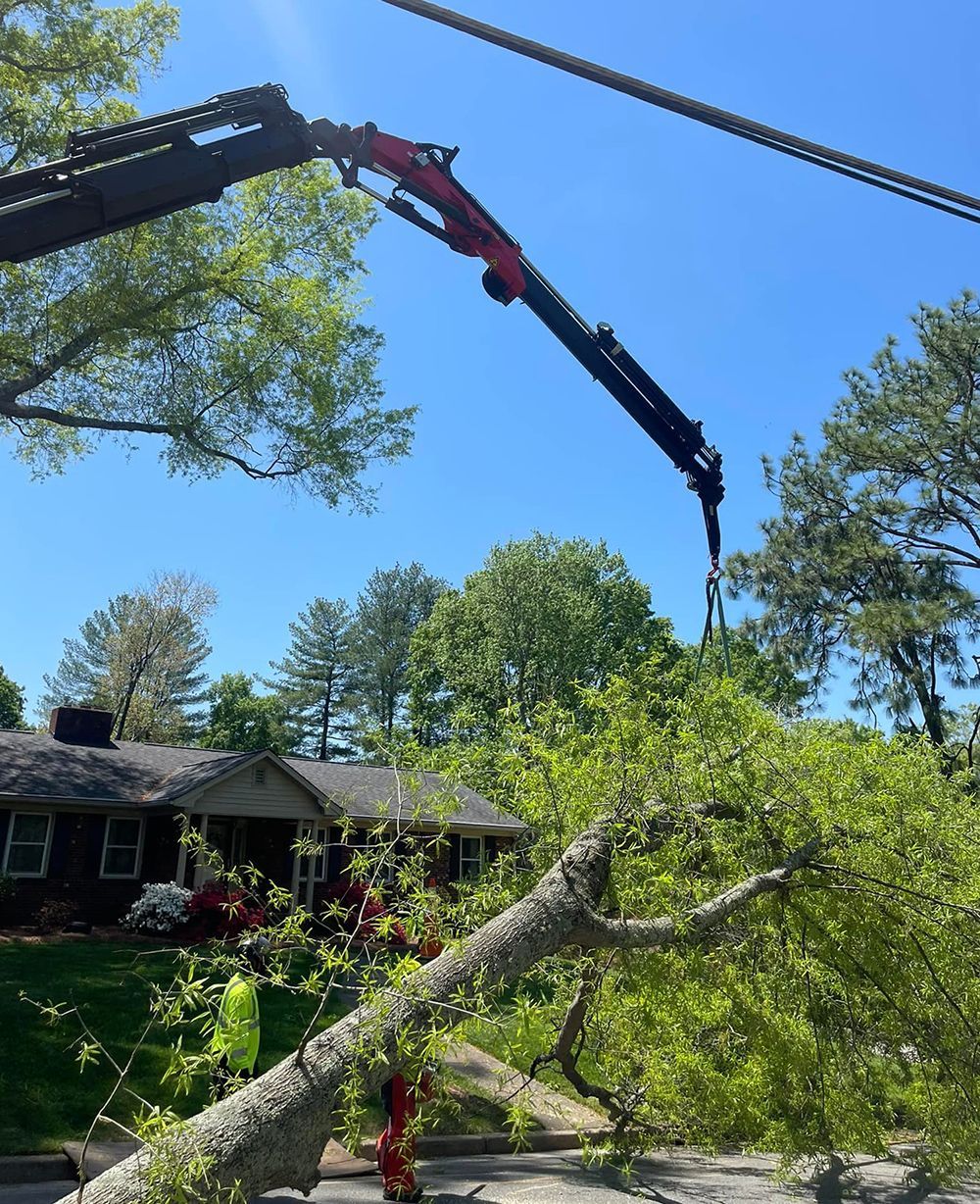 Tree services