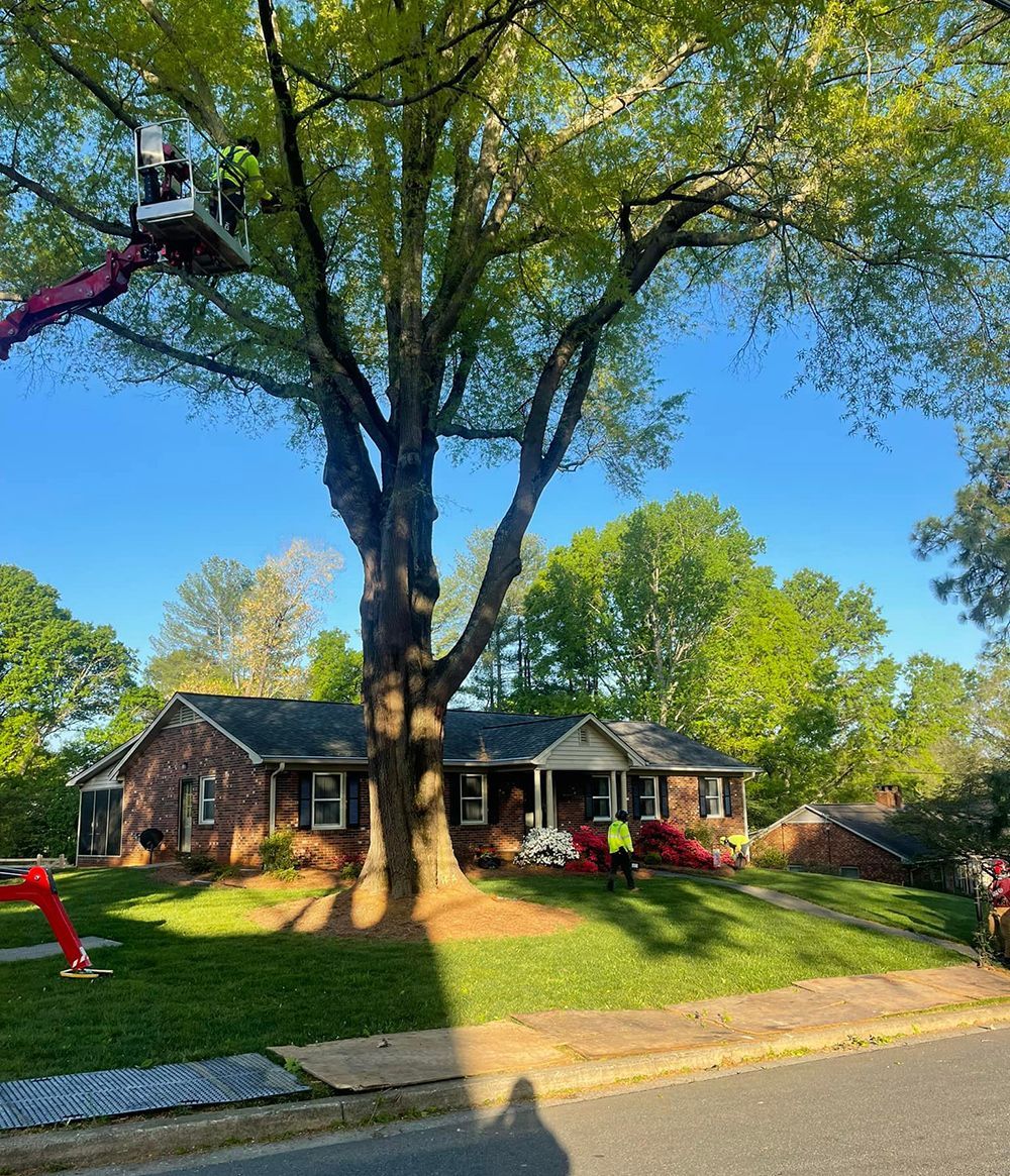 Tree services