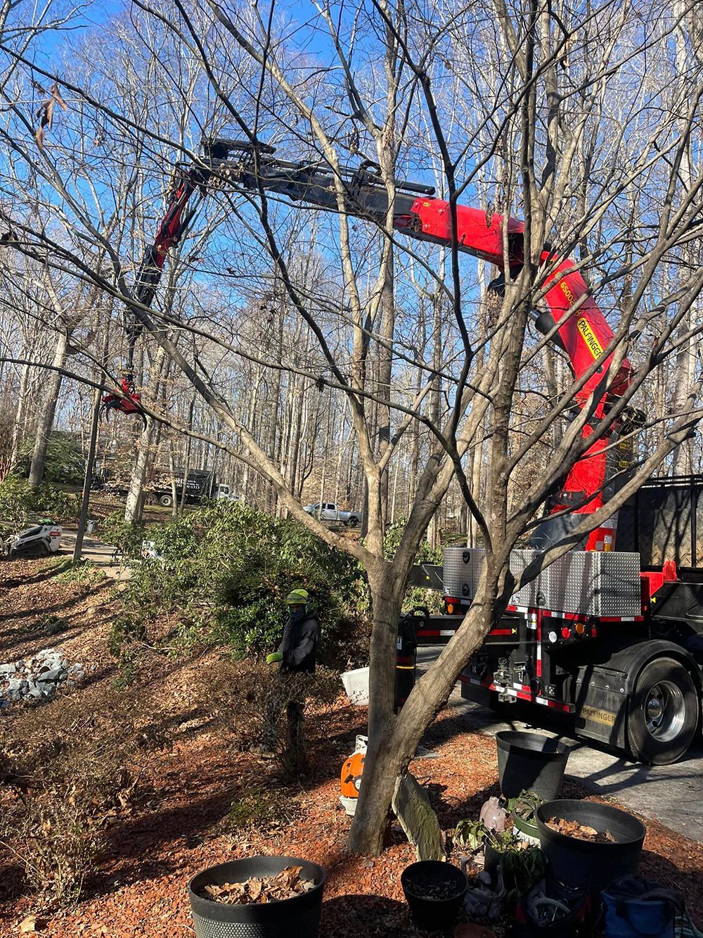Tree services