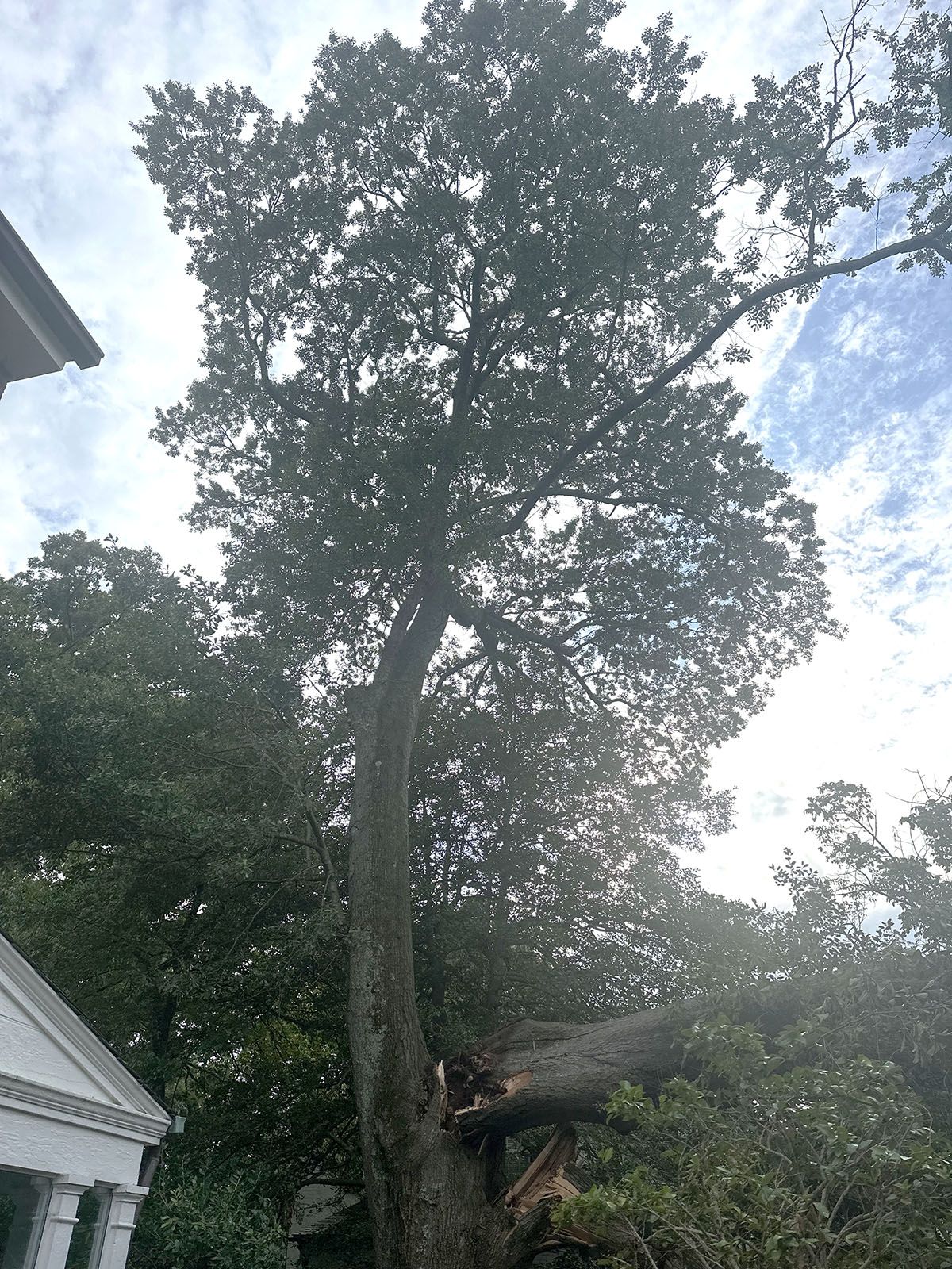 A huge broken tree