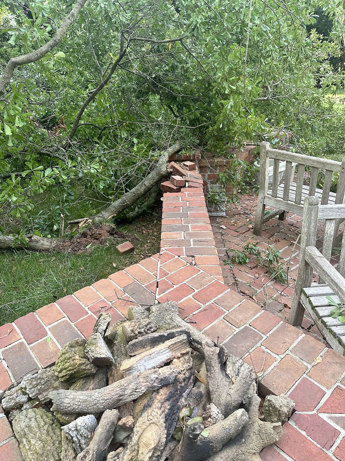 A tree fallen on the backyard