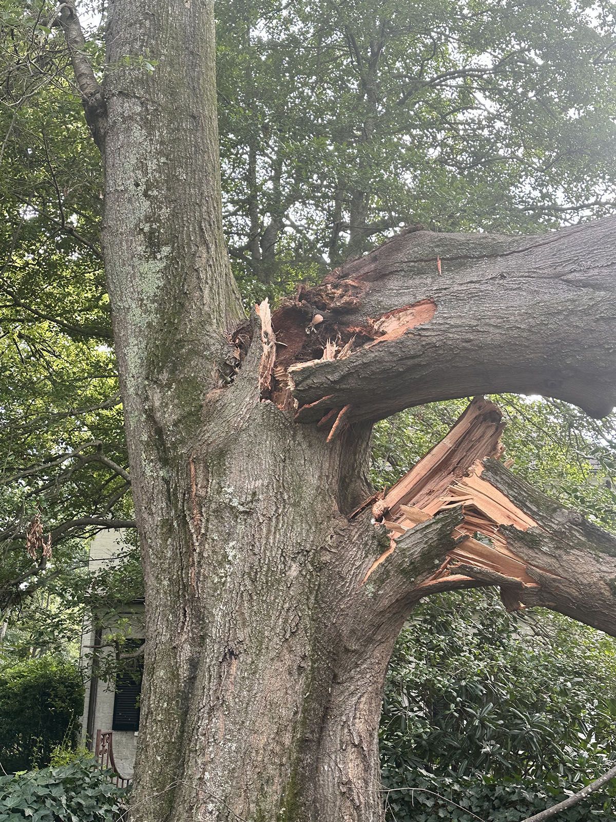 A broken tree