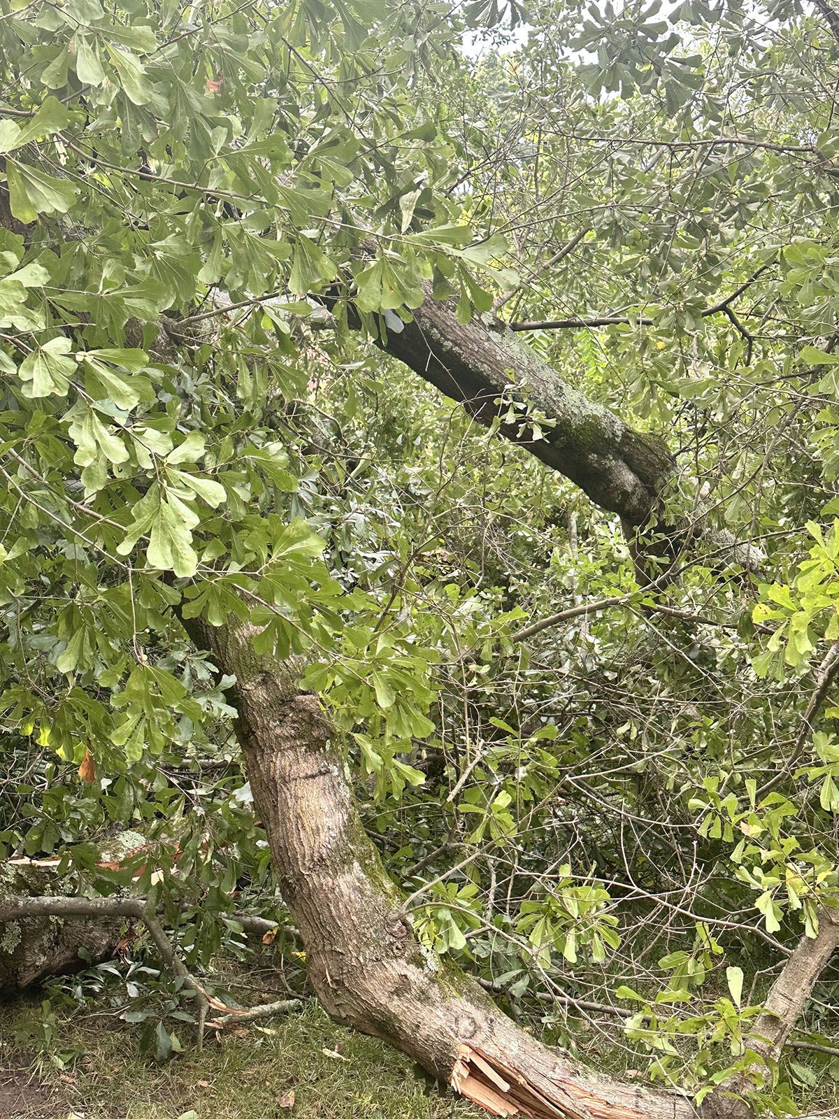 Tree branches on the ground