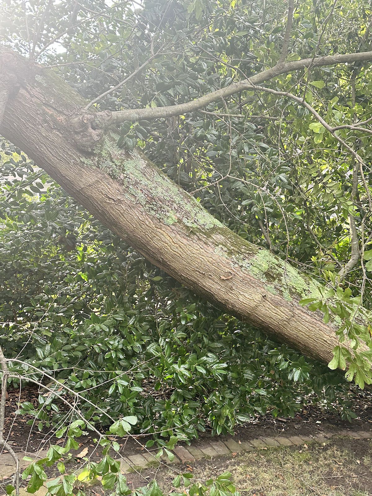A fallen tree branch