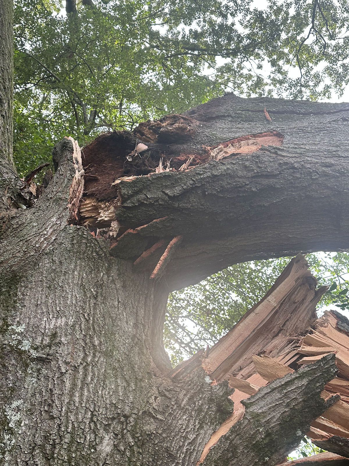 A fallen tree trunk