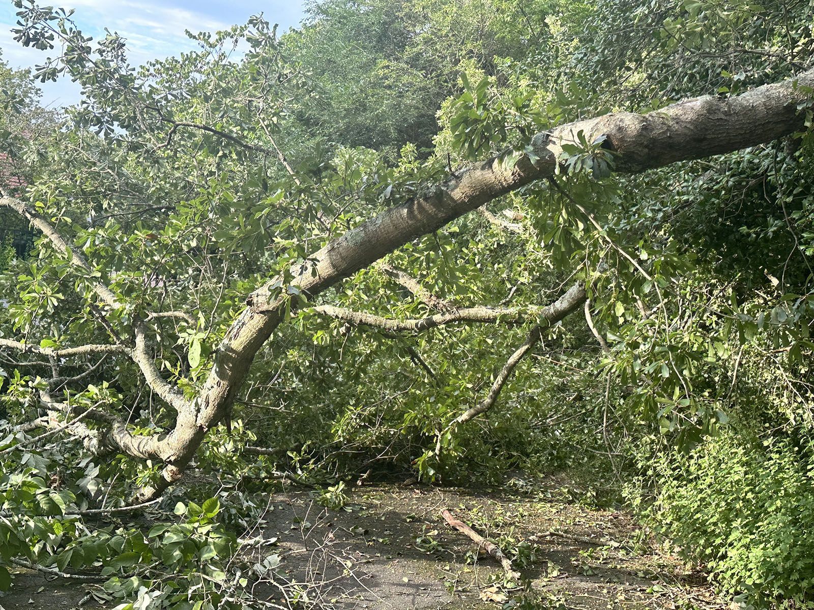 Tree branches fallen