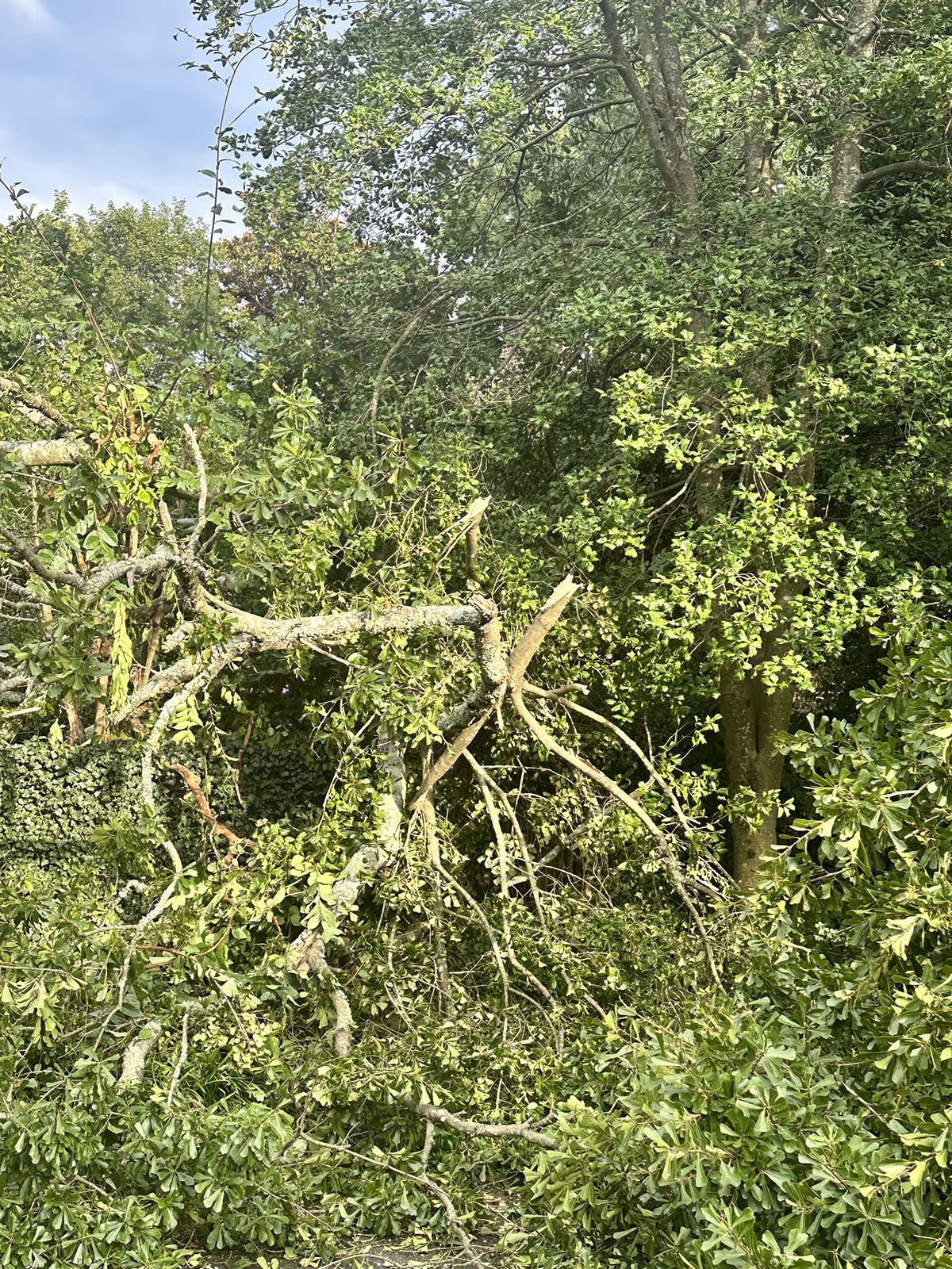 Dangerous tree branches fallen