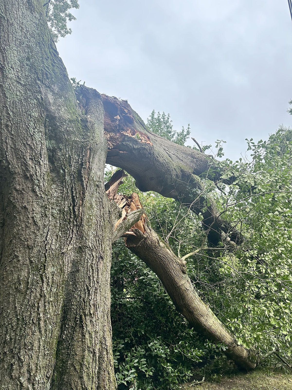 A dangerous tree trunk fallen