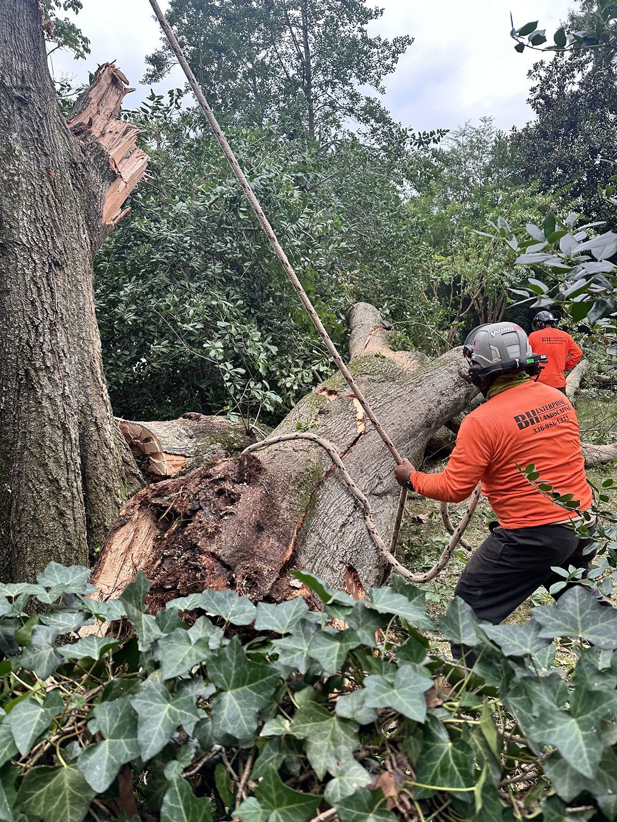 Removing a huge fallen tree trunk