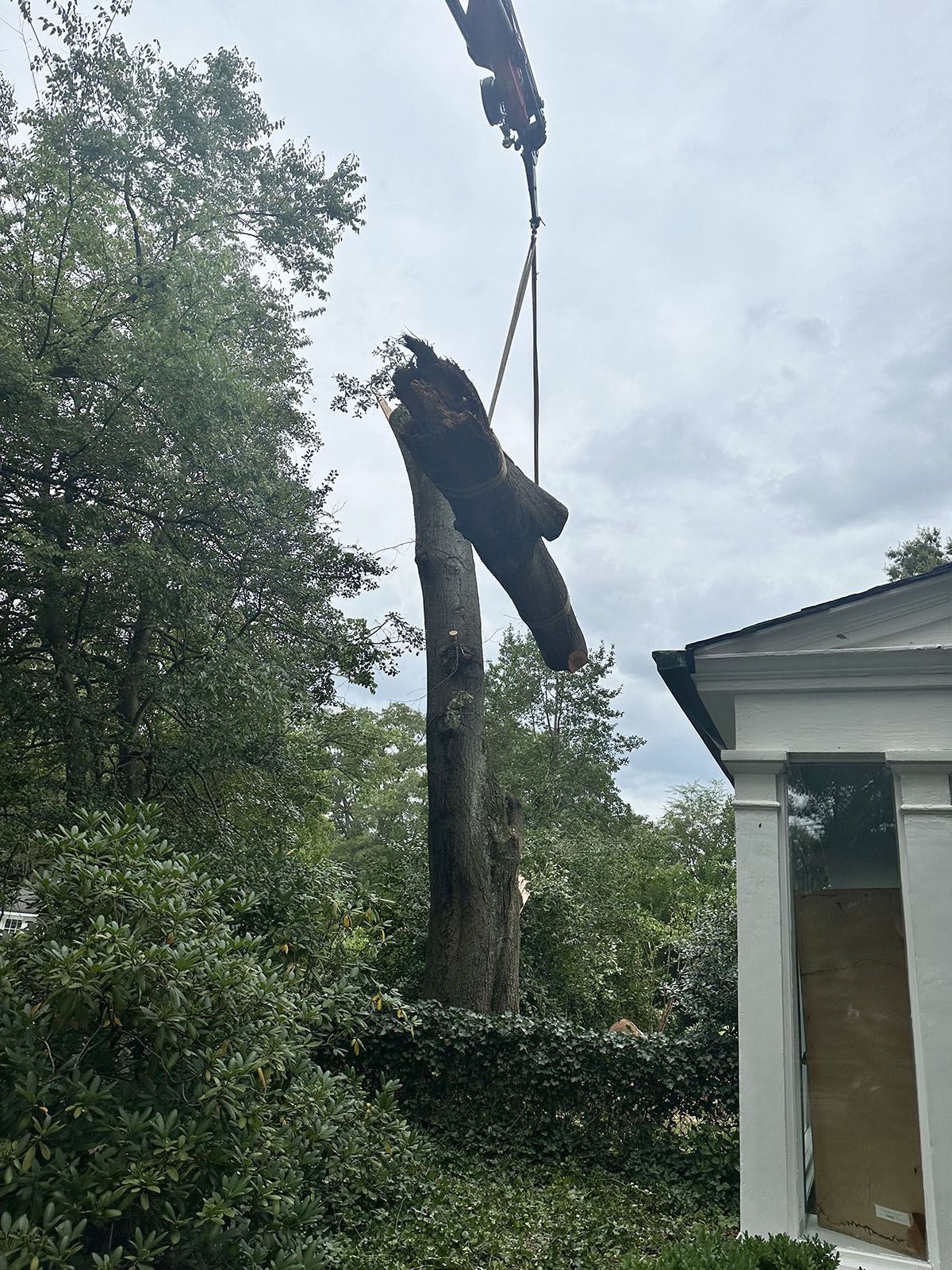 Lifting a huge fallen tree trunk
