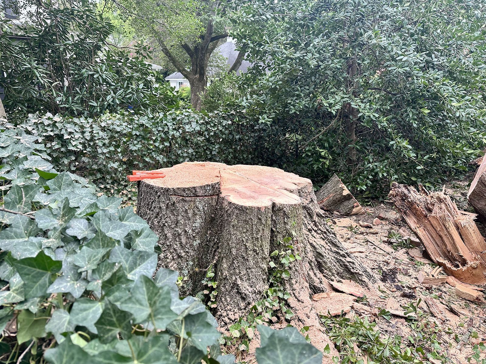 A dangerous fallen tree removal process
